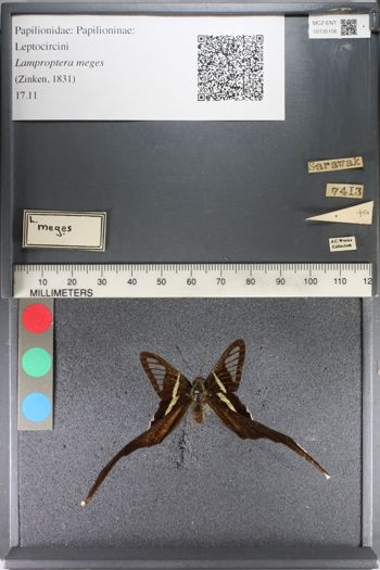 Media type: image;   Entomology 135108